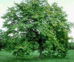 American Hophornbeam tree