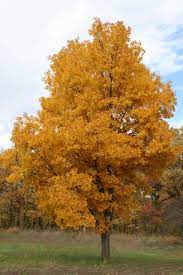 bitternut hickory tree