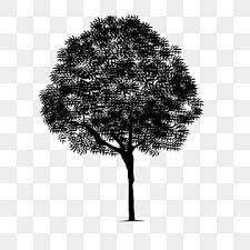 black oak tree