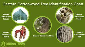 eastern cottonwood tree