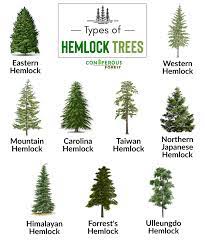 eastern hemlock tree