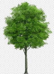 neem tree