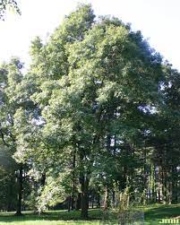 pignut hickory tree