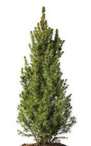 white spruce tree