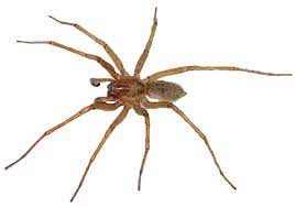 Hobo Spider