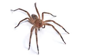 Brazilian Wandering Spider