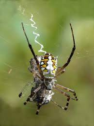 Orb-Weaver Spider