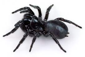 Funnel-Web Spider