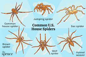 American House Spider