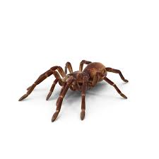 Goliath Bird-Eater Spider