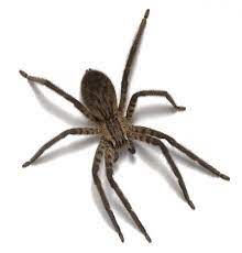 Wolf Spider 