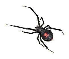 Black Widow Spider