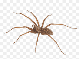 Brown Widow Spider