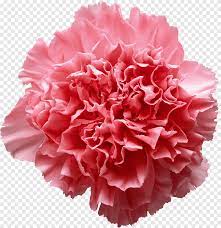 pink carnation