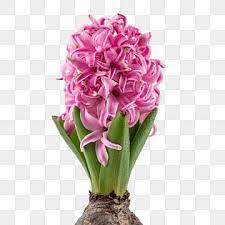 pink hyacinth